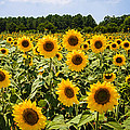 Field of Sunflowers