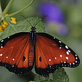 Queen Butterfly