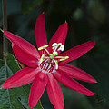 Red Passion Flower