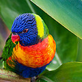 Striking Rainbow Lorakeet